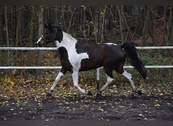 Koń wielkopolski, Klacz, 5 lat, 167 cm, Srokata