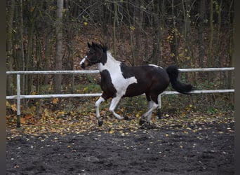 Koń wielkopolski, Klacz, 5 lat, 167 cm, Srokata