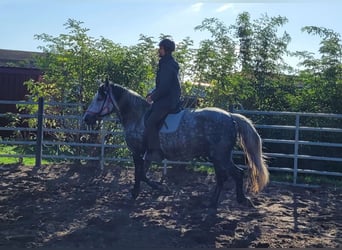 Koń wielkopolski, Klacz, 6 lat, 160 cm, Siwa jabłkowita