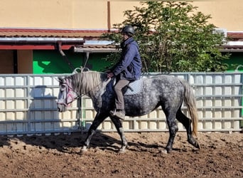 Koń wielkopolski, Klacz, 6 lat, 160 cm, Siwa jabłkowita