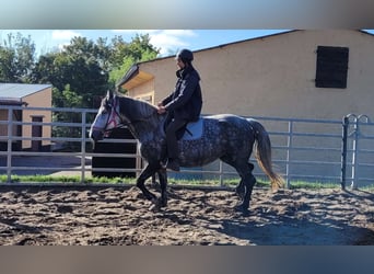 Koń wielkopolski, Klacz, 6 lat, 160 cm, Siwa jabłkowita