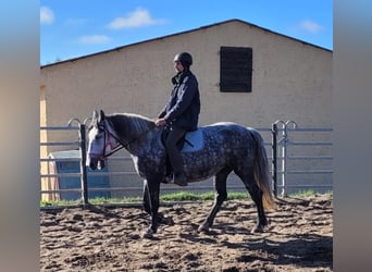 Koń wielkopolski, Klacz, 6 lat, 160 cm, Siwa jabłkowita