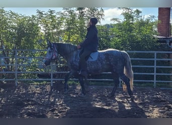 Koń wielkopolski, Klacz, 6 lat, 160 cm, Siwa jabłkowita