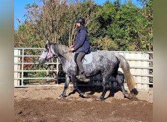 Koń wielkopolski, Klacz, 6 lat, 160 cm, Siwa jabłkowita