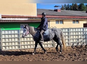 Koń wielkopolski, Klacz, 6 lat, 160 cm, Siwa jabłkowita