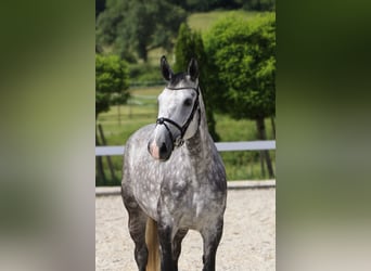 Koń wielkopolski, Klacz, 6 lat, 162 cm, Siwa