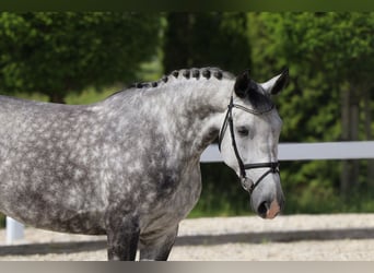 Koń wielkopolski, Klacz, 6 lat, 162 cm, Siwa