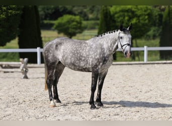 Koń wielkopolski, Klacz, 6 lat, 162 cm, Siwa