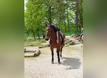 Koń wielkopolski, Klacz, 6 lat, 166 cm, Gniada