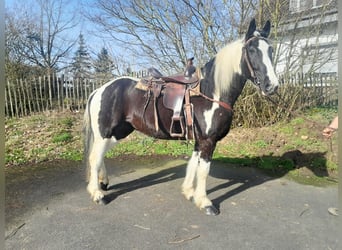 Koń wielkopolski, Klacz, 7 lat, 160 cm, Srokata