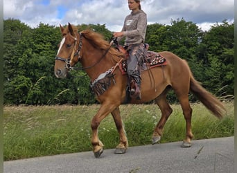 Koń wielkopolski, Klacz, 7 lat, 162 cm, Kasztanowata