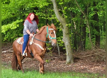 Koń wielkopolski, Klacz, 7 lat, 162 cm, Kasztanowata