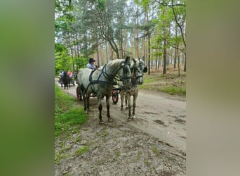 Koń wielkopolski, Klacz, 8 lat, 163 cm, Biała