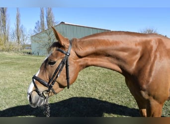 Koń wielkopolski, Klacz, 8 lat, 168 cm, Kasztanowata