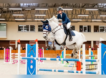 Koń wielkopolski, Klacz, 8 lat, 168 cm, Siwa
