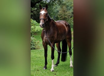 Koń wielkopolski, Klacz, 8 lat, 170 cm, Gniada