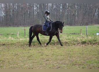 Koń wielkopolski, Klacz, 9 lat, 175 cm, Ciemnogniada