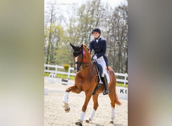 Koń wielkopolski, Ogier, 12 lat, 167 cm, Kasztanowata