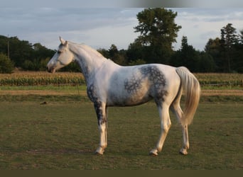 Koń wielkopolski, Ogier, 12 lat, 176 cm, Srokata