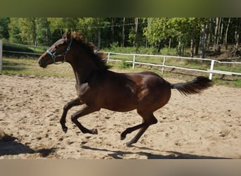 Koń wielkopolski, Ogier, 1 Rok, 146 cm, Ciemnogniada