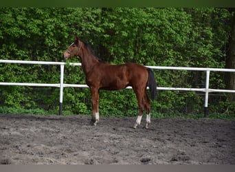 Koń wielkopolski, Ogier, 1 Rok, 153 cm, Gniada