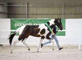 Koń wielkopolski, Ogier, 3 lat, 167 cm, Srokata