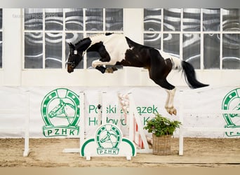 Koń wielkopolski, Ogier, 3 lat, 169 cm, Srokata