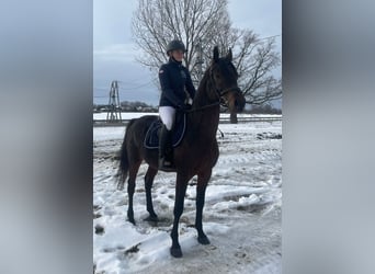 Koń wielkopolski, Ogier, 5 lat, 155 cm, Ciemnogniada