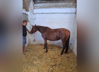 Koń wielkopolski, Ogier, 5 lat, 155 cm, Ciemnogniada