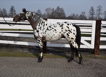 Koń wielkopolski, Ogier, 7 lat, 165 cm, Tarantowata
