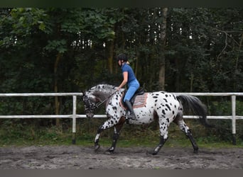 Koń wielkopolski, Ogier, 8 lat, 165 cm, Tarantowata