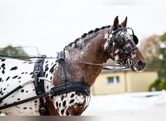 Koń wielkopolski, Ogier, 9 lat, 165 cm, Tarantowata