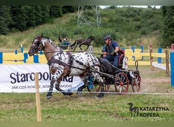 Koń wielkopolski, Ogier, 9 lat, 165 cm, Tarantowata
