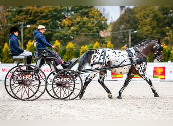 Koń wielkopolski, Ogier, 9 lat, 165 cm, Tarantowata