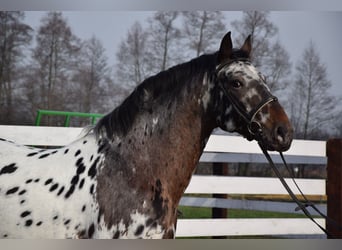 Koń wielkopolski, Ogier, 9 lat, 165 cm, Tarantowata