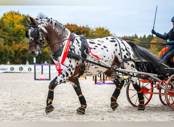 Koń wielkopolski, Ogier, 9 lat, 165 cm, Tarantowata