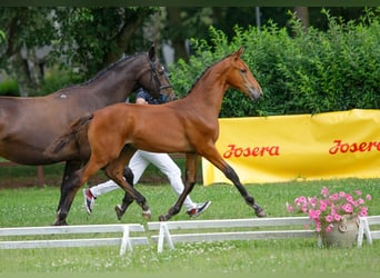 Koń wielkopolski, Ogier, Źrebak (03/2024), 145 cm, Gniada