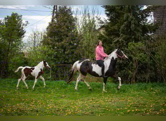 Koń wielkopolski Mix, Ogier, Źrebak (04/2023), 165 cm, Srokata