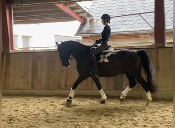 Koń wielkopolski, Wałach, 10 lat, 165 cm, Kara