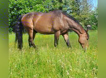Koń wielkopolski, Wałach, 10 lat, 168 cm, Gniada