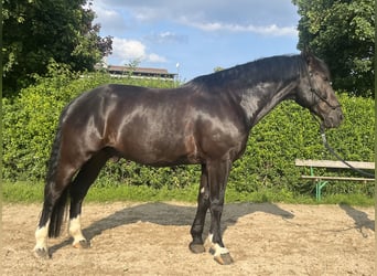 Koń wielkopolski, Wałach, 11 lat, 162 cm, Ciemnogniada