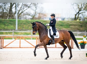Koń wielkopolski, Wałach, 15 lat, 175 cm, Ciemnogniada