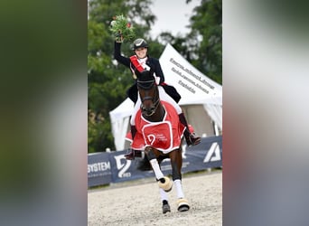 Koń wielkopolski, Wałach, 15 lat, 175 cm, Ciemnogniada
