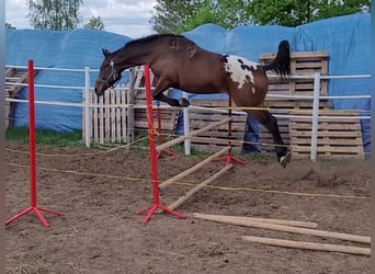 Koń wielkopolski, Wałach, 3 lat, 159 cm, Tarantowata
