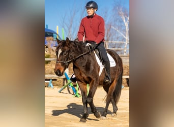 Koń wielkopolski, Wałach, 4 lat, 143 cm, Gniada