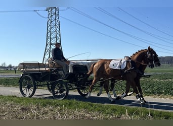 Koń wielkopolski, Wałach, 5 lat, 164 cm, Kasztanowata