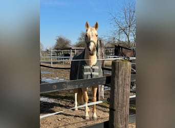 Koń wielkopolski, Wałach, 5 lat, 165 cm, Izabelowata