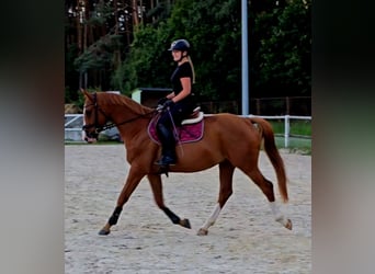 Koń wielkopolski, Wałach, 5 lat, 165 cm, Kasztanowata
