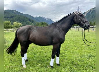 Koń wielkopolski, Wałach, 5 lat, 166 cm, Kara