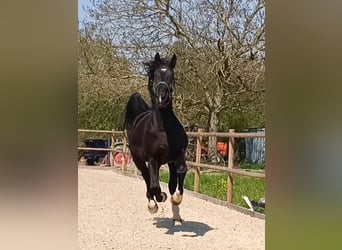 Koń wielkopolski, Wałach, 5 lat, 170 cm, Kara
